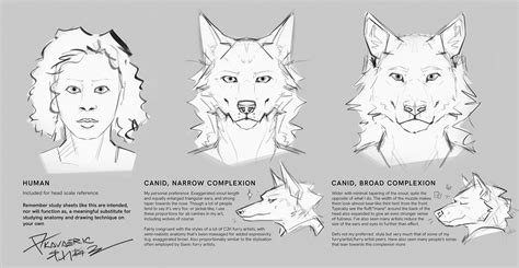 ArtStation - Dog/cat head studies