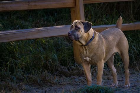 Fawn Cane Corso: Facts, Origin & History (With Pictures) | Hepper