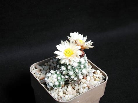 Free picture: flower, pot, cacti, desert plant