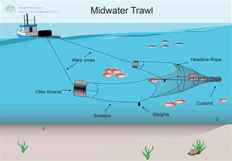 Trawling | Australian Fisheries Management Authority