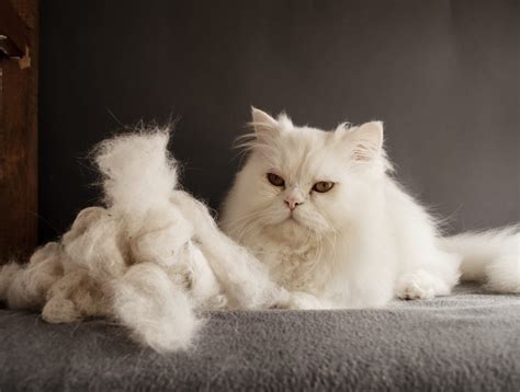 Why is My Cat Shedding So Much? Causes and Treatment Options - Veterinarians.org