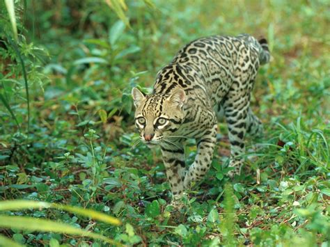 Hunting Ocelot, Belize; DISPLAY FULL IMAGE.