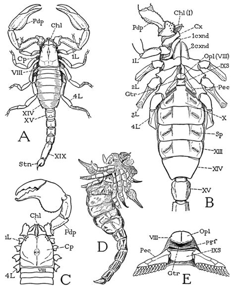 Class Arachnida Diagram