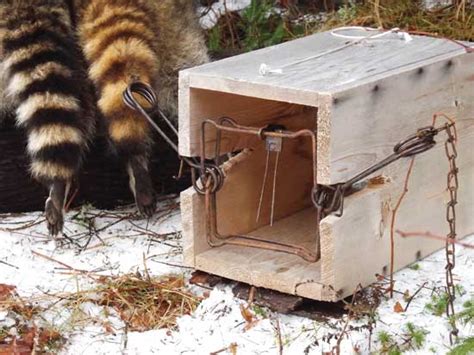 How to Trap Fur Animals - Grit