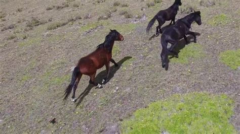 The Wild Horses of Cotopaxi | Not Your Average American