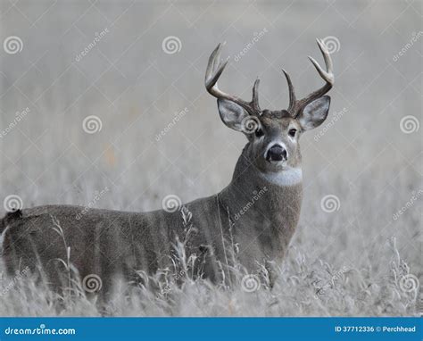 Trophy Whitetail Buck stock photo. Image of rutting, rack - 37712336