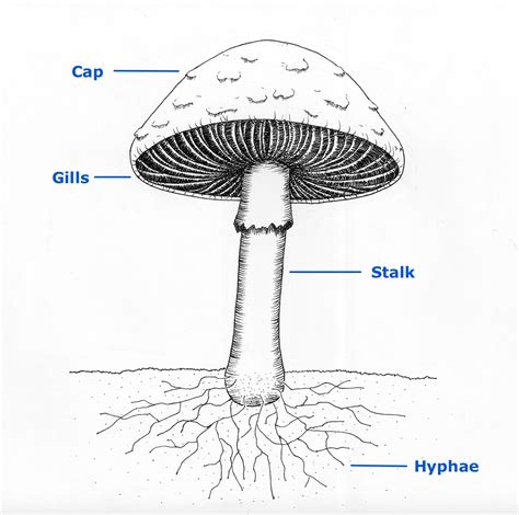 Fungi — Science Learning Hub