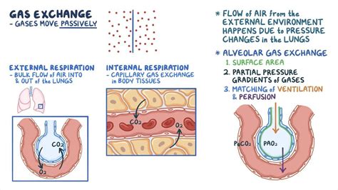 Gas exchange in the lungs, blood and tissues: Video | Osmosis