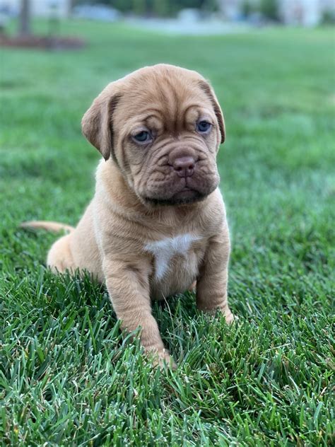 Dogue De Bordeaux Puppies For Sale | Crown Point, IN #307784