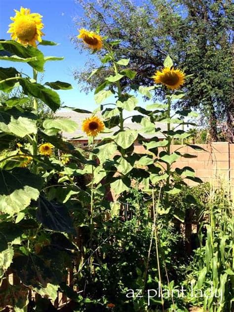 Sunflower Companion Plants: What to Grow with Sunflower?