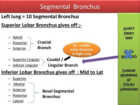 Anatomy of Tracheobronchial Tree and Bronchopulmonary Segments with s…