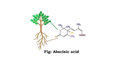 Abscisic acid properties and functions - sciencequery.com