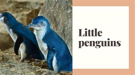 Little penguins || little penguin habitat || little penguin facts || Little penguin behavior ...