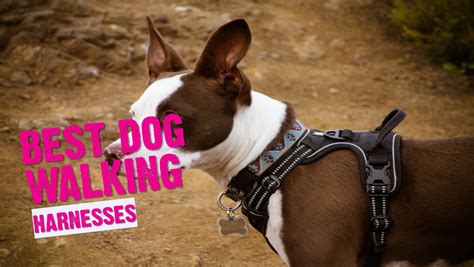 Dog Walking Harnesses (Guide Updated June 2024)