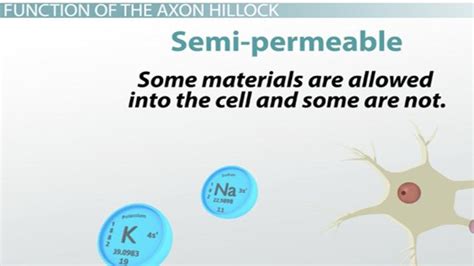 Axon Hillock Definition, Function & Location - Lesson | Study.com