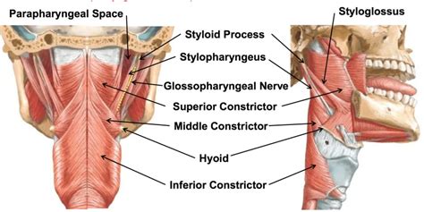 Stylopharyngeus Muscle - Origin, Insertion, Function