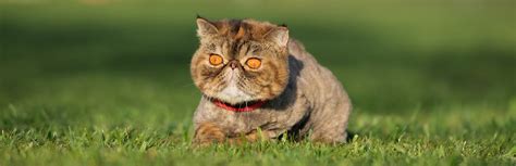 Exotic Shorthair Cat: Breed Information, Characteristics, and Facts