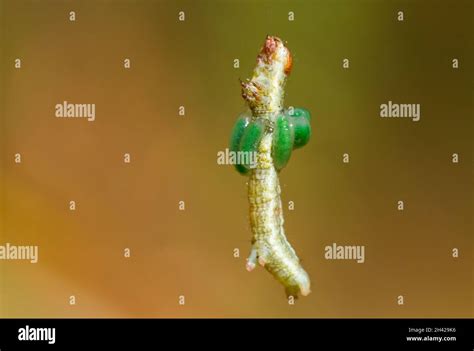 Pine looper moth larva with hatching ichneumon wasp larvae Stock Photo ...