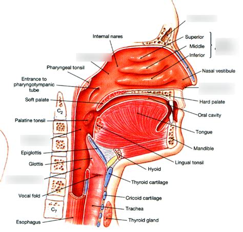 Respiratory Structures: Pharynx Diagram | Quizlet