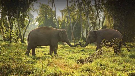 Chiang Rai Hotels | Anantara Golden Triangle Elephant Camp & Resort