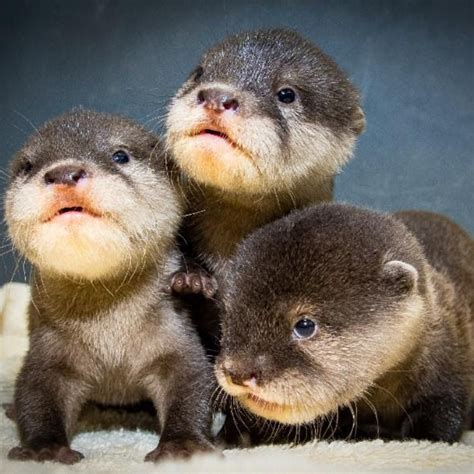 Baby Otters Playing