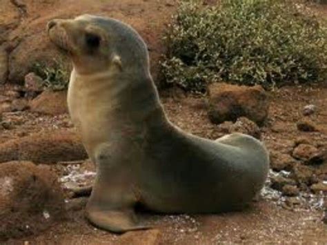 Sea lions are pinnipeds characterized by external ear flaps, long ...