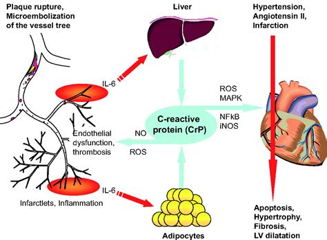 C-Reactive Protein | Hypertension