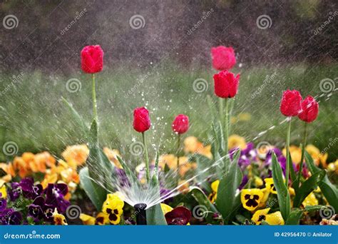 Flower Bed Sprinkler stock photo. Image of sprinkler - 42956470