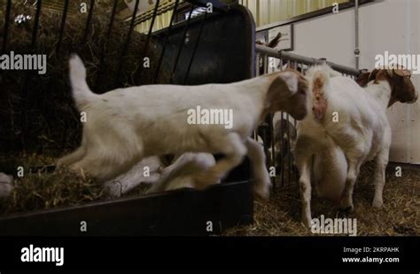 Baby goat jumping Stock Videos & Footage - HD and 4K Video Clips - Alamy