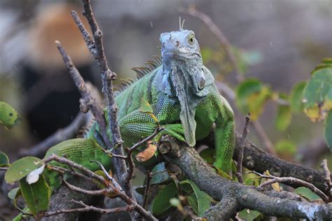 Florida Iguanas Could Fall From Trees on Christmas Weekend - Newsweek