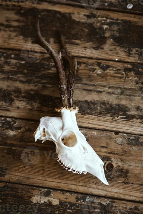 Buck skull on old boards 1375705 Stock Photo at Vecteezy