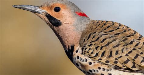 What is the State Bird of Alabama? (And Why?) | Birdfact