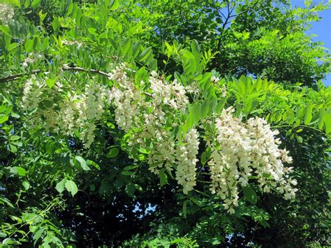 The Foraged Foodie: Foraging: Identifying & Harvesting Black Locust