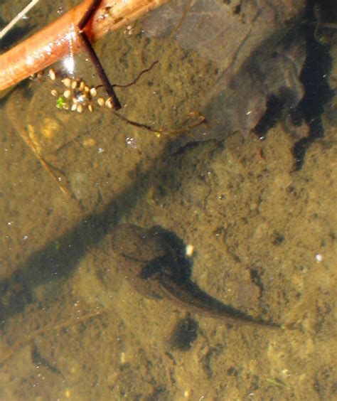 Exploring the pond, life cycle of frogs. | Lifecycle of a frog, Life ...