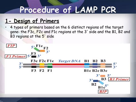 LAMP PCR