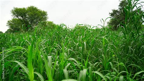 Growing millet plants in a Indian farmland. Green new budding plant ...