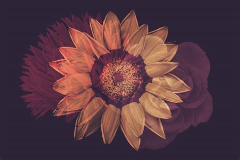 Elegant Flower: Free Photoshop Brushes - The Designest