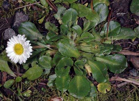 Bellis perennis (lawn-daisy): Go Botany