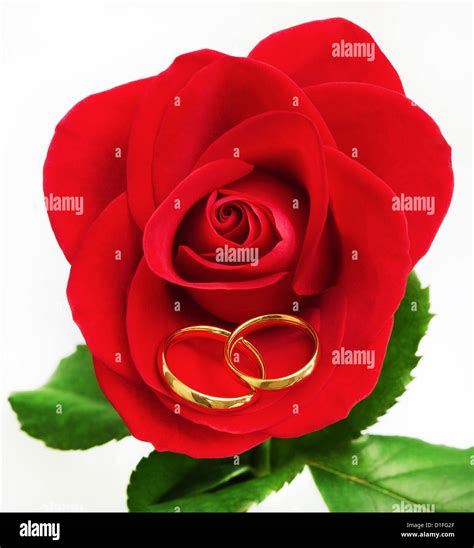 Wedding rings & Rose Stock Photo - Alamy