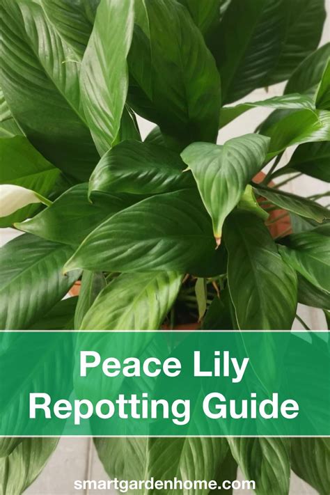 Peace lily repotting and tips – Artofit