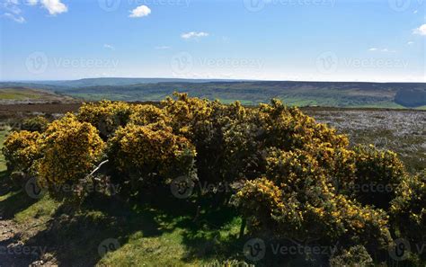 Moorland with Blooming Gorse Bushes in Yorkshire England 9752904 Stock ...