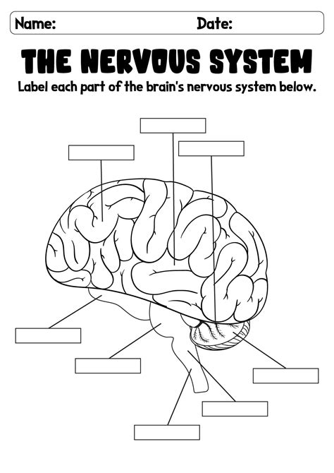 8 Brain Lobes Worksheet / worksheeto.com