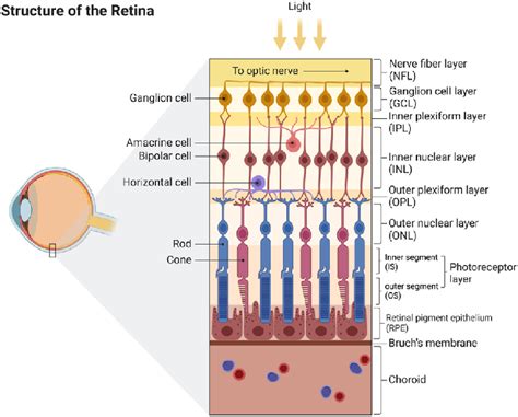 The structure of human retina. | Download Scientific Diagram