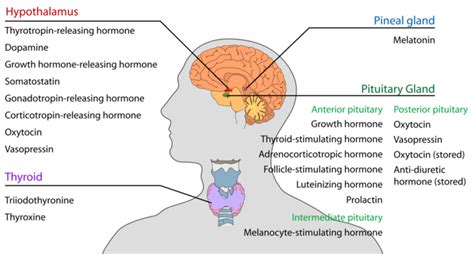 Overview of the Endocrine System | Boundless Anatomy and Physiology