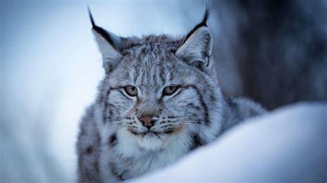 Wallpaper Lynx, wild cat, face, snow, winter 1920x1200 HD Picture, Image