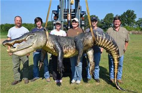 727-Pound Gator Caught In Mississippi River Is A Record Breaker | HuffPost