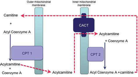 How to use acylcarnitine profiles to help diagnose inborn errors of metabolism | ADC Education ...