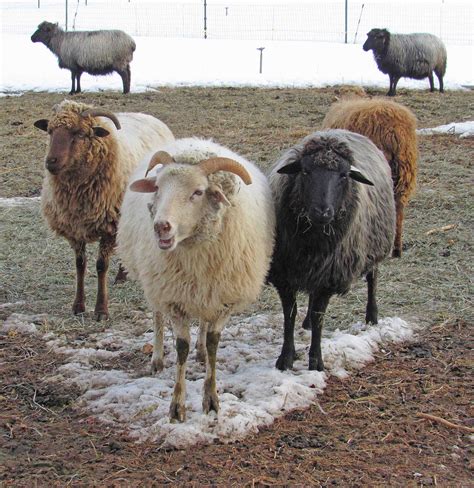 Navajo-Churro Heritage Sheep – Arriola Sunshine Farm