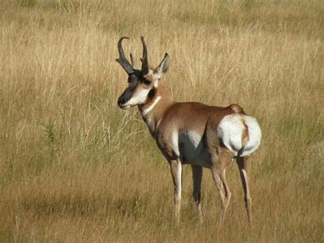 1000+ images about Pronghorn and Pronghorn Hunting on Pinterest | Hunt ...