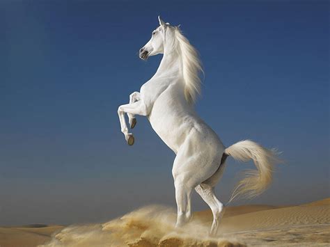 Free Desktop Wallpapers Horses - Wallpaper Cave